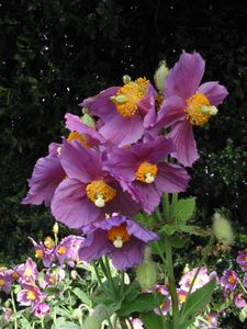 Meconopsis Hensol Violet